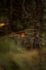 Last orange leaf left on a branch in a forest during autumn