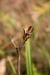 Dead Lilly Stem in the Fall Light. Dry and dead husk of what was just a beautiful blooming flower. Soft pastel colors in the autumn sun.