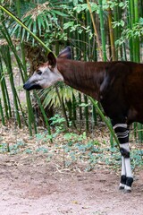 portrait of okapi in bamboo forest