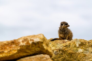 portrait of meerkat on a rock
