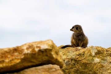 portrait of meerkat on a rock
