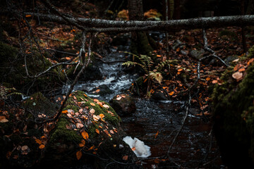 Stream of water flowing in a forest during autumn