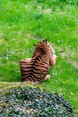 portrait of tiger in the grass