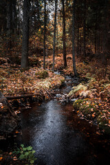 Stream of water flowing in a forest during autumn