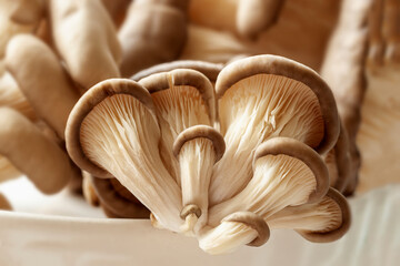 Edible organic oyster mushrooms. Vegetarian ingredient food