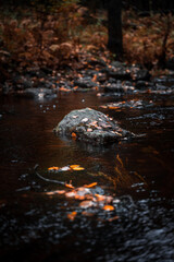 Stone in the middle of a small stream in a forest during autumn