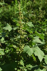 Naklejka premium Common cocklebur / Asteraceae annual plant