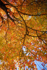 Gorgeous Multi Color Fall Tree Cover. Beautiful Autumn tree with leaves of green, yellow , orange and red. Crisp seasons changing. Seasonal warmth. North East USA