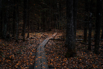 Wooden boardwalk in a forest during autumn with fallen leaves on the ground