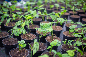 Monstera Andansonii, or Swiss Cheese Vine, or Monkey Mask indoor plants being propagated and grown in a nursery in Christchurch, New Zealand