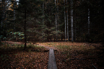 Wooden boardwalk in a forest during autumn with fallen leaves on the ground