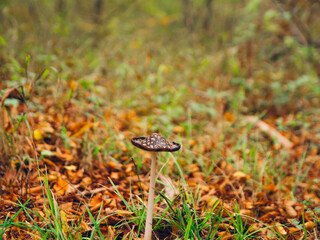 Forêt et Champignon