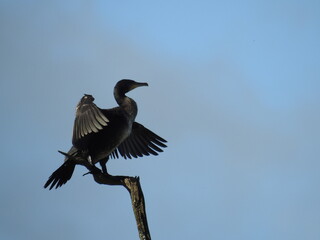 Cormorant wings half open
