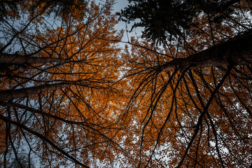 Look up view of autumn colored trees