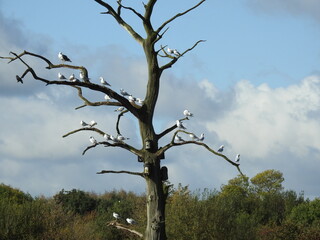 gulls on a dead tree
