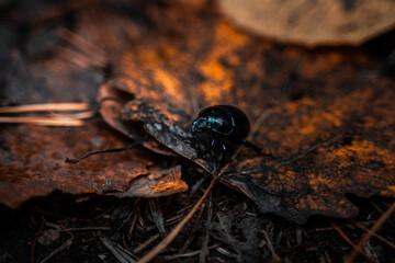 Beetle walking over orange autumn leaves