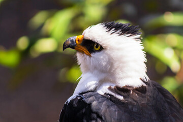 portrait of an eagle