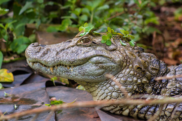 alligator in the swamp