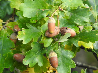 acorn on oak