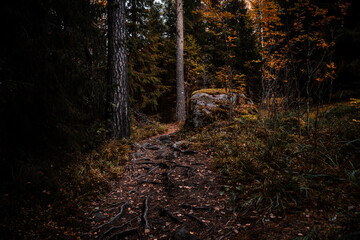 Sunlight in a forest during autumn
