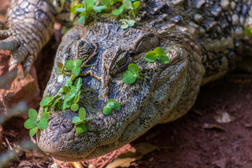 close up of a crocodile