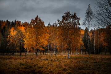 Scenic autumn view with orange colors