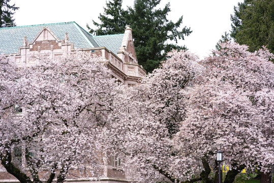 Beautiful Cherry Blossoms at University