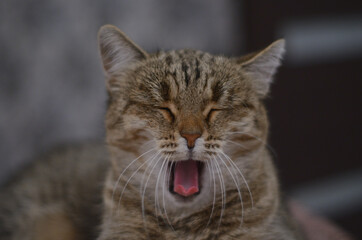 Naklejka premium A cat that lies on the bed and yawns .