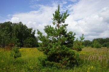 Obraz premium spruce in a field near Moscow