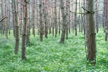 Spring forest with conifer trees. Coniferous forest landscape in cloudy day.