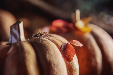Orange pumpkin. Warm autumn. Halloween. Thanksgiving Day. Spider.