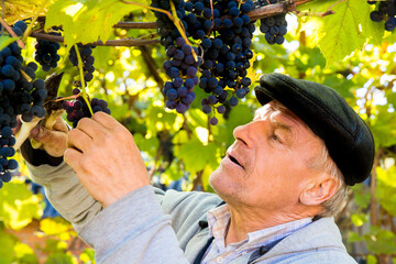 Grape harvest in the vineyard. A man removes clusters of black Isabella grapes from a vine.