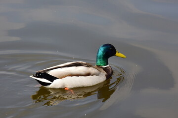 duck swimming on the water