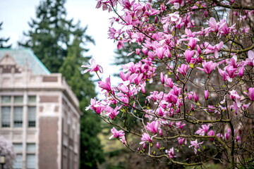 Beautiful Magnolia Flower at University