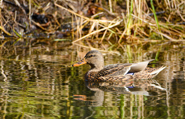 Ducks in the fall colors in Canadian forest, Quebec