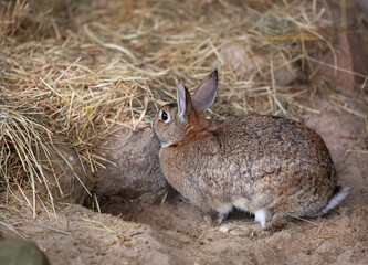 The rabbit sits on the sand near a pile of hay and its burrow. Pet.