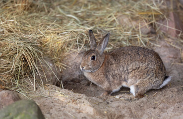 The rabbit sits on the sand near the burrow. Pet.
