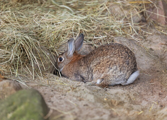The rabbit digs a hole near a pile of dry hay. Pet.
