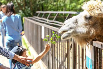 Baby feeds camel at zoo