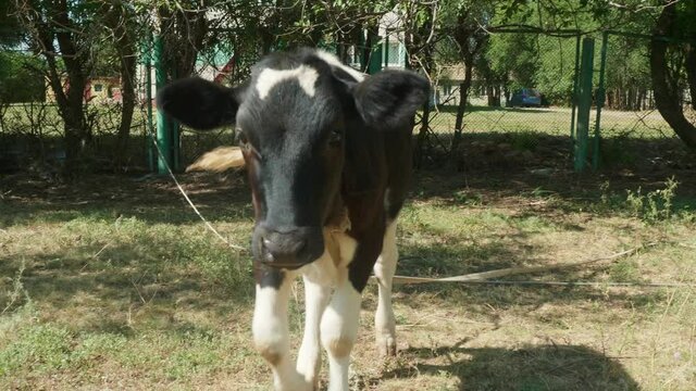 Black and white calf approaches camera. Agriculture.