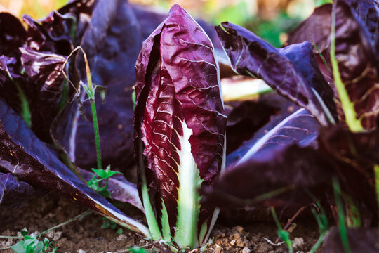 Growing Radicchio In The Garden