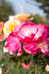 Flowerbed with blooming roses. Element of landscape design.