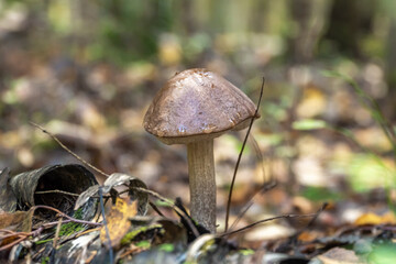 Edible boletus mushrooms are found in large numbers in early autumn in the forests and the Leningrad region.