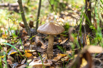 Edible boletus mushrooms are found in large numbers in early autumn in the forests and the Leningrad region.