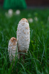  Fungal growth, mushrooms nature forest.Beautiful close up view of coprinus Comatus shaggy ink cap mushroom on green grass background.