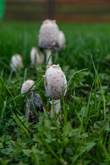  Fungal growth, mushrooms nature forest.Beautiful close up view of coprinus Comatus shaggy ink cap mushroom on green grass background.