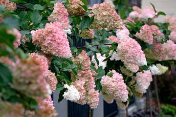 Beautiful pink hydrangea with inflorescences and green leaves.