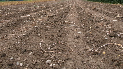 Close up view of a potato field after harvesting and plowing. Root remains and individual potatoes lie in and on the ground.