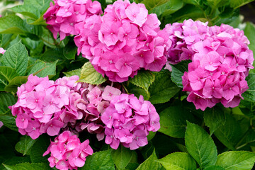 Beautiful pink hydrangea with inflorescences and green leaves.