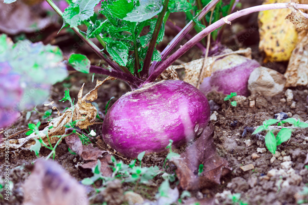 Wall mural turnip on the ground